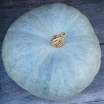 Courge bleue de hongrie