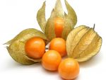 Physalis