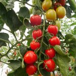 Tomates Cocktail.